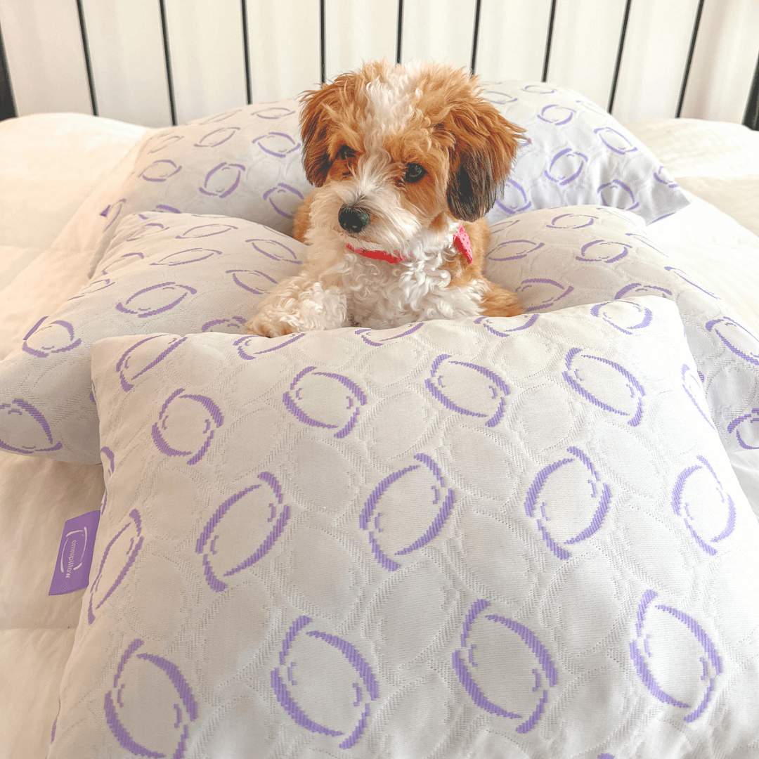 Small dog sitting on a patterned blanket with a visible brand logo.